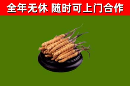 宁安回收冬虫夏草