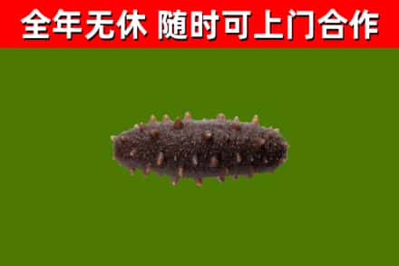 宁安回收海参干